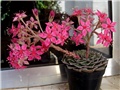 Graptopetalum bellum